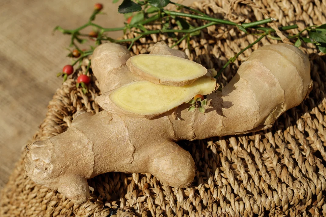 GINGRE ROOTS ON A BASKKIT