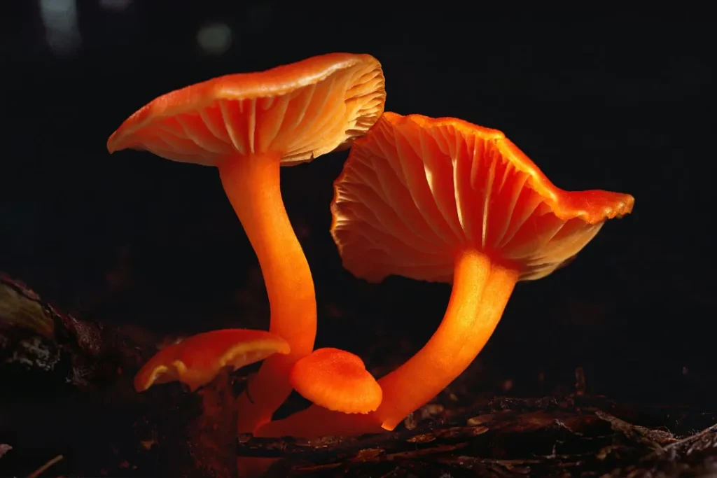 close up shot of mushrooms