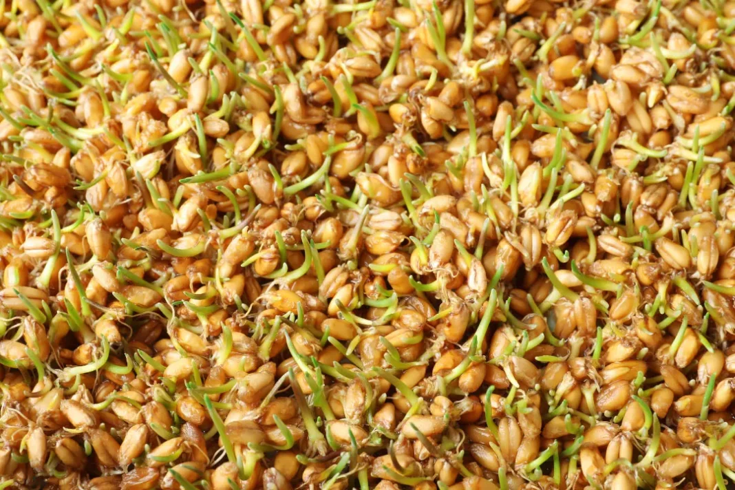 barley seeds.