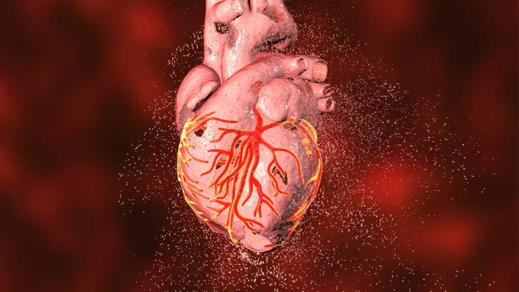 Human Heart 