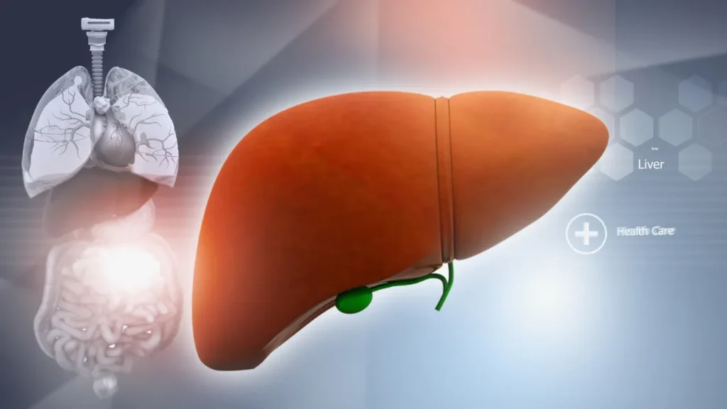 role of the liver