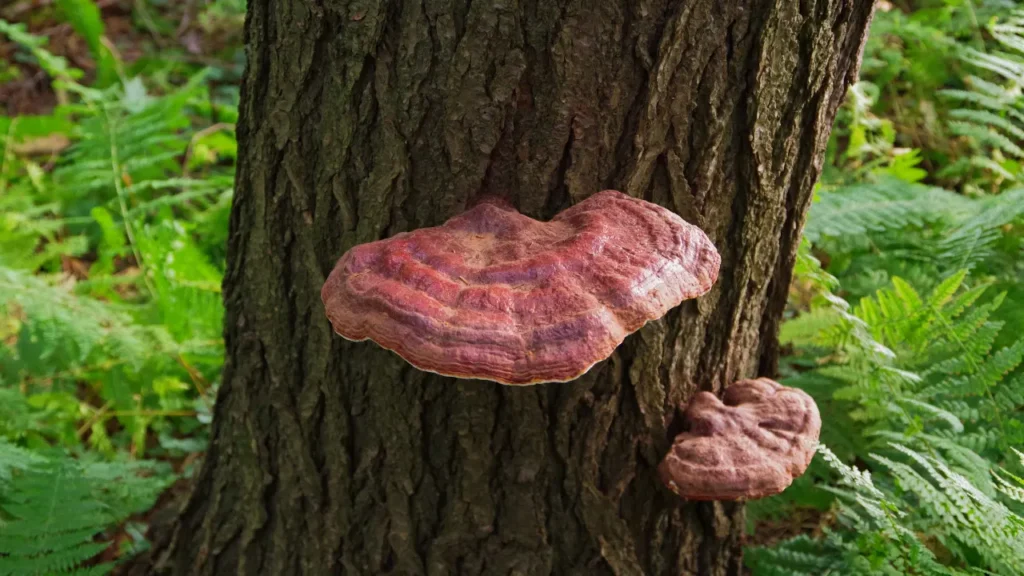 reishi mushroom growing on a tree bark