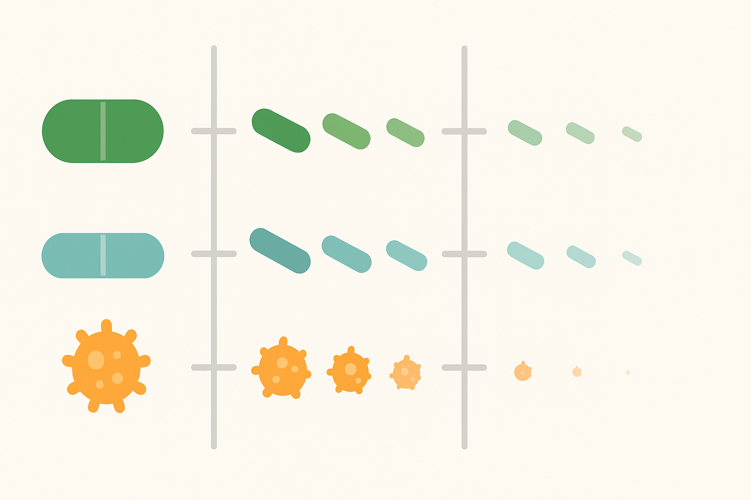 Saccharomyces) across three time periods (7, 14, and 21 days), illustrating how long does a probiotic stay in your system with color-coded icons representing gradual decline.